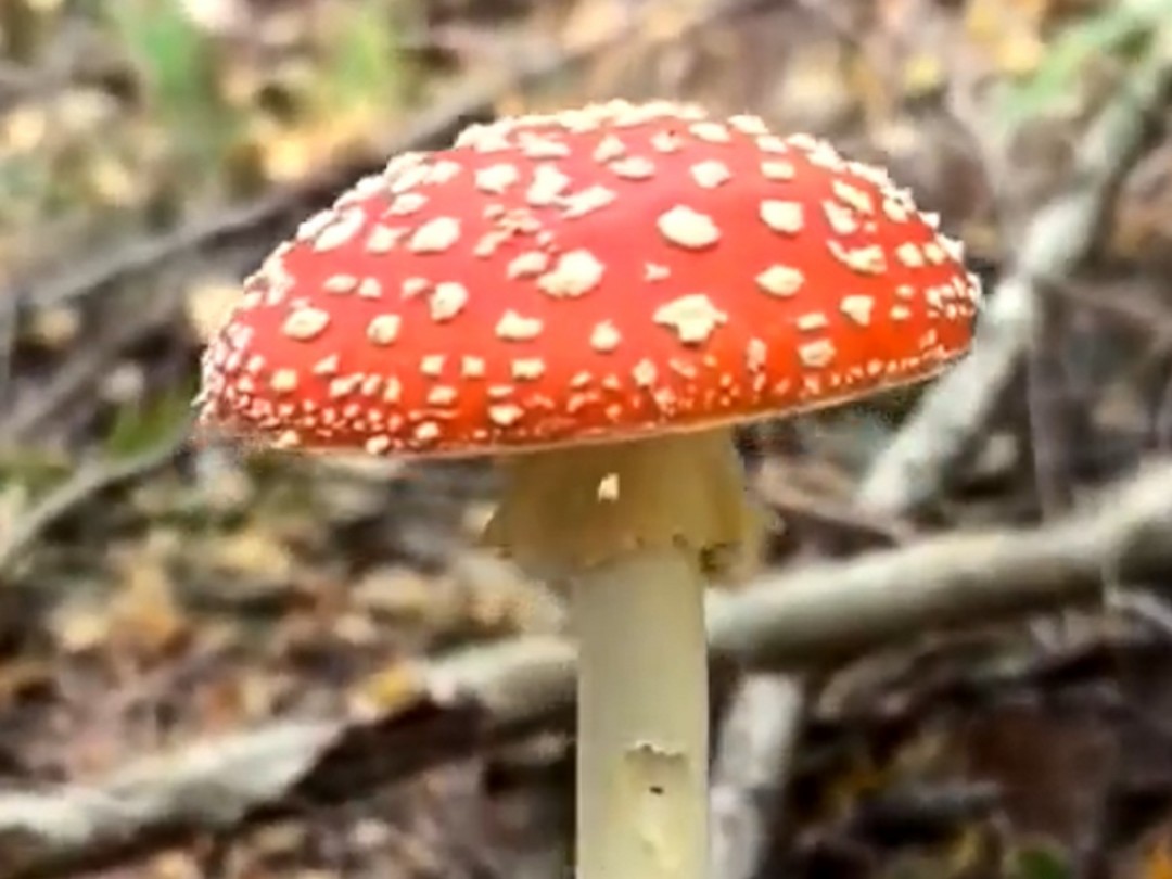 常见的可食和有毒的野生菌,你能分辨出吗?哔哩哔哩bilibili