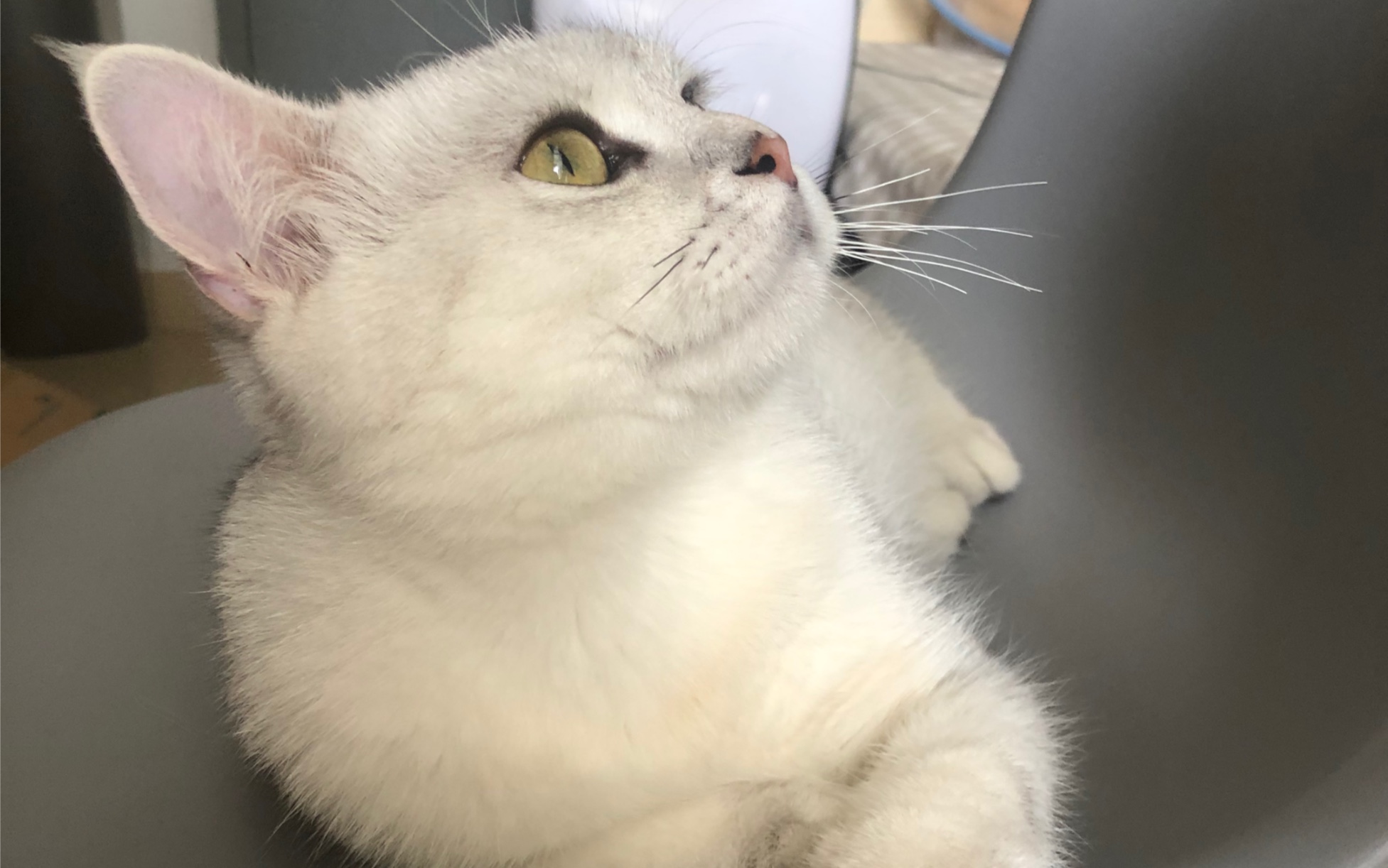 永动猫——自转陀螺