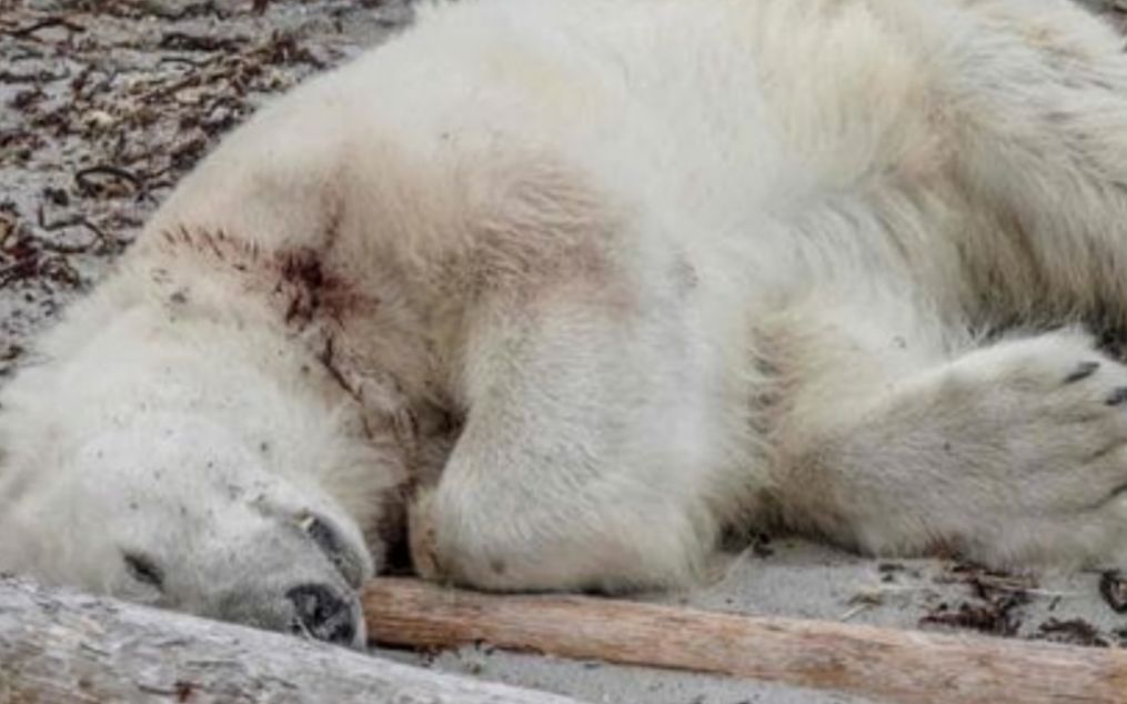 历史上狮子杀死北极熊真实案例