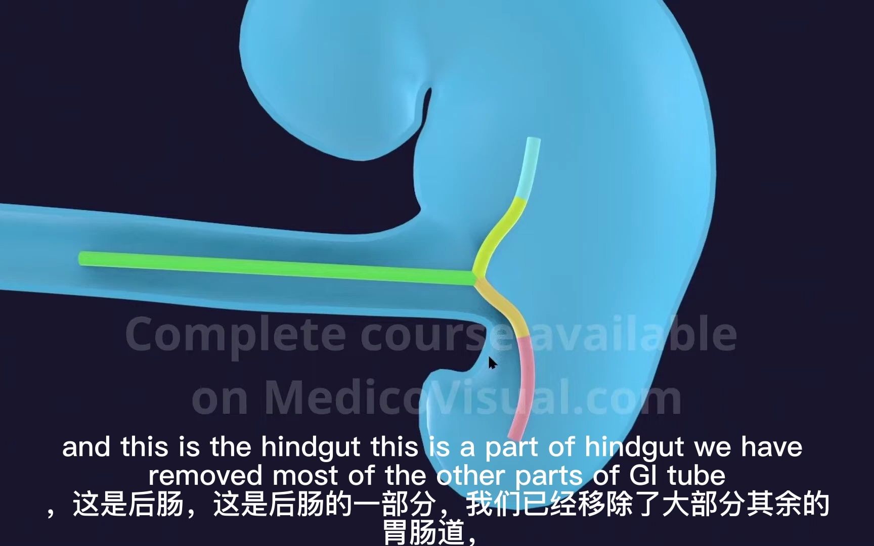 胚胎发育之中肠旋转哔哩哔哩bilibili