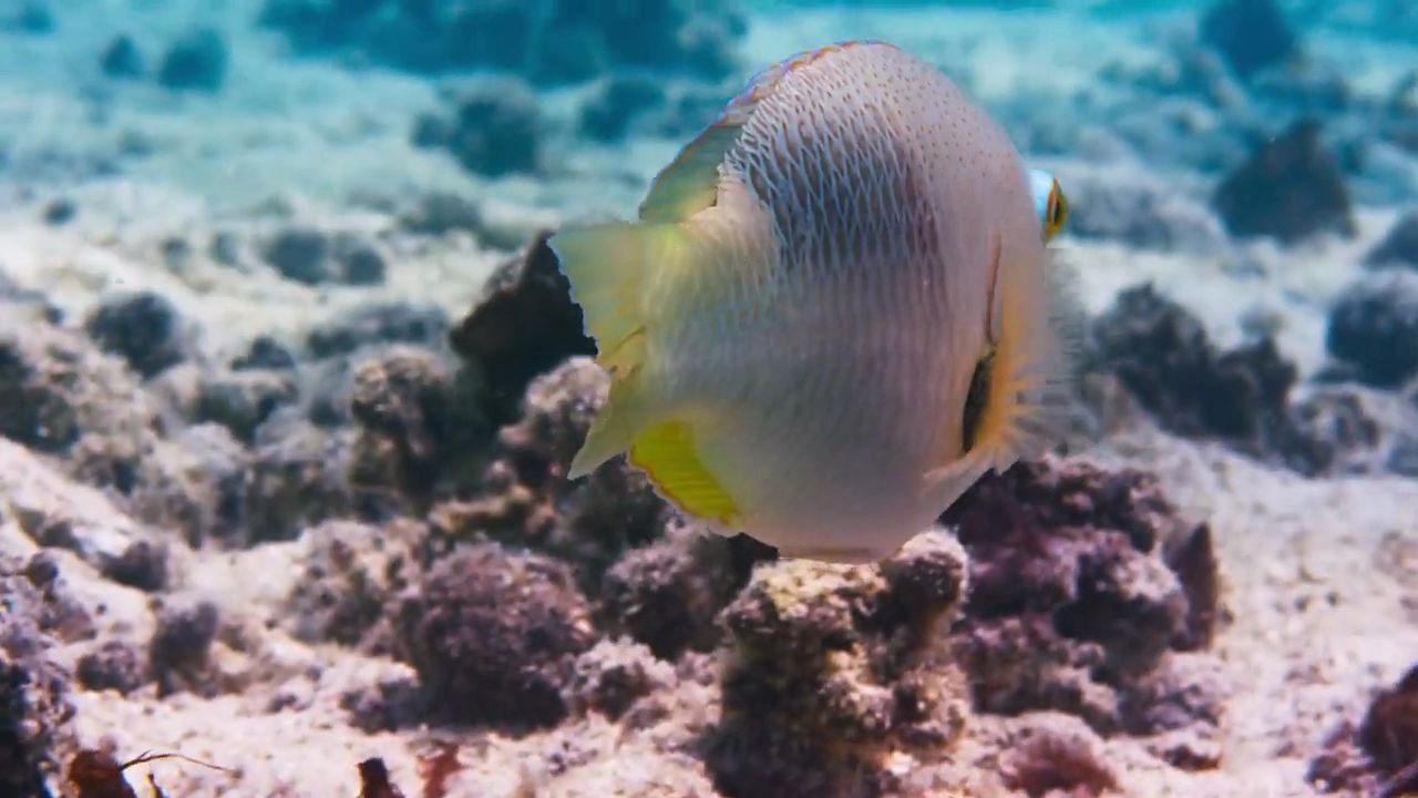 [图]《蓝色星球2》猪齿鱼聪明的捕食片段