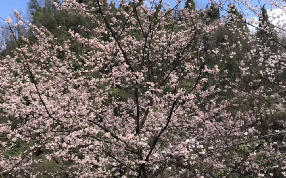 [图]养鸡场周围开满了樱桃花，摘一束送给女儿，送花的姿势很帅