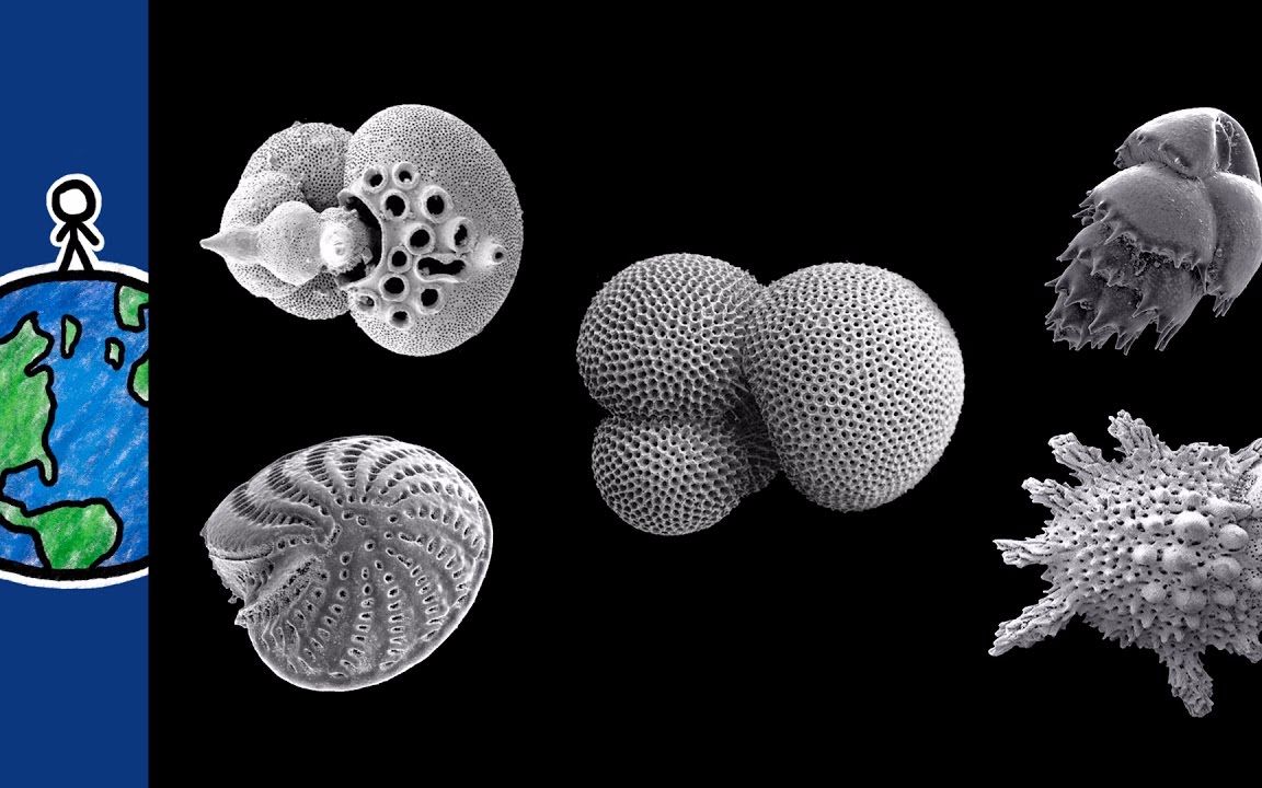 【分钟地球】有孔虫竟然知道我们星球上共有多少冰和雪!@柚子木字幕组