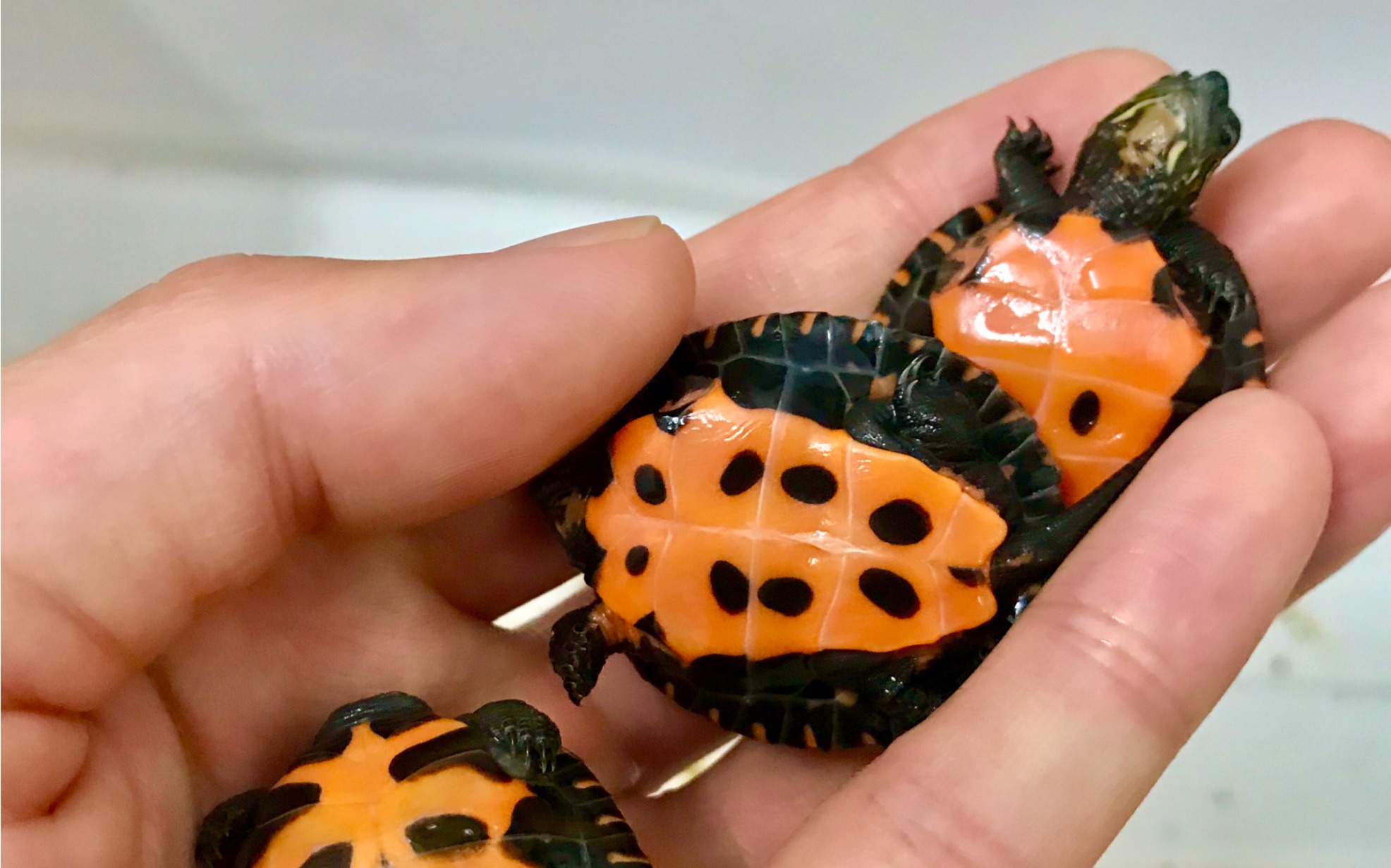 广东名龟黑颈龟鉴别130一只的纯种黑颈