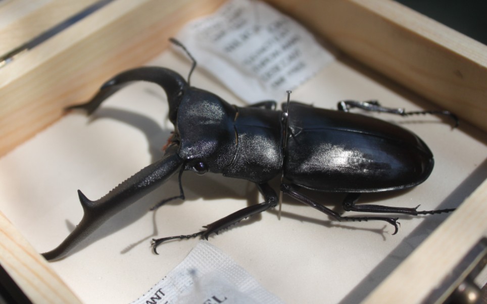 巨颚叉角锹形虫,被其独特的魅力迷住!_哔哩哔哩_bilibili