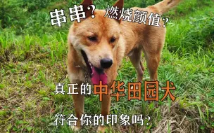 Download Video: 被遗忘的中华田园犬