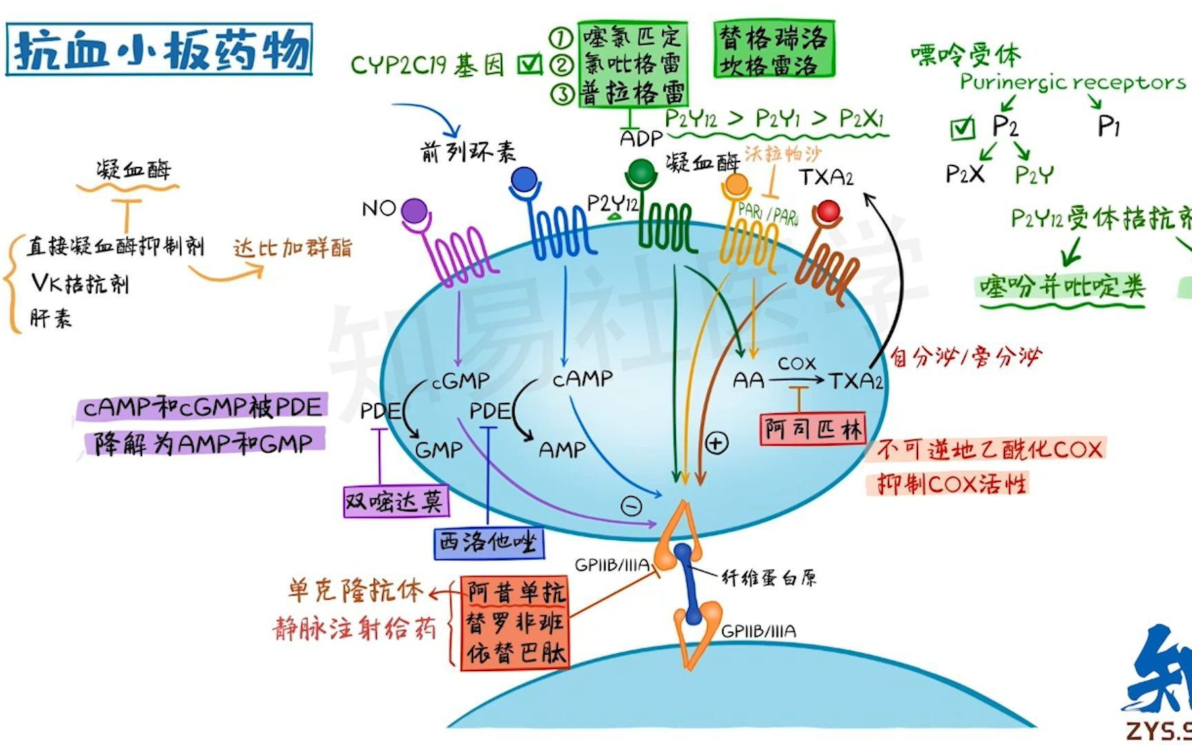药理学考点 心梗脑梗神药 抗血小板药物
