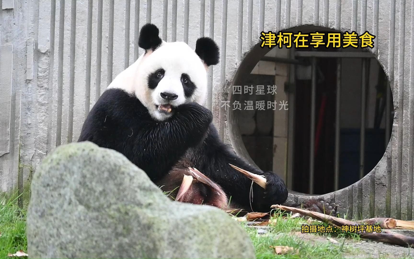 大熊猫津柯,正在津津有味地吃笋