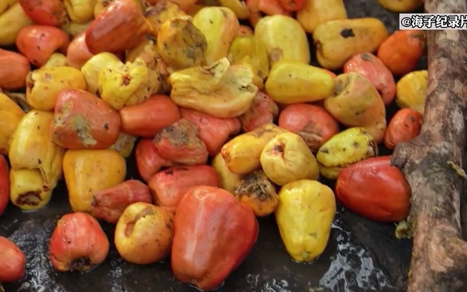 你见过这样制作腰果酒的吗?怕是看到了没几个人敢喝