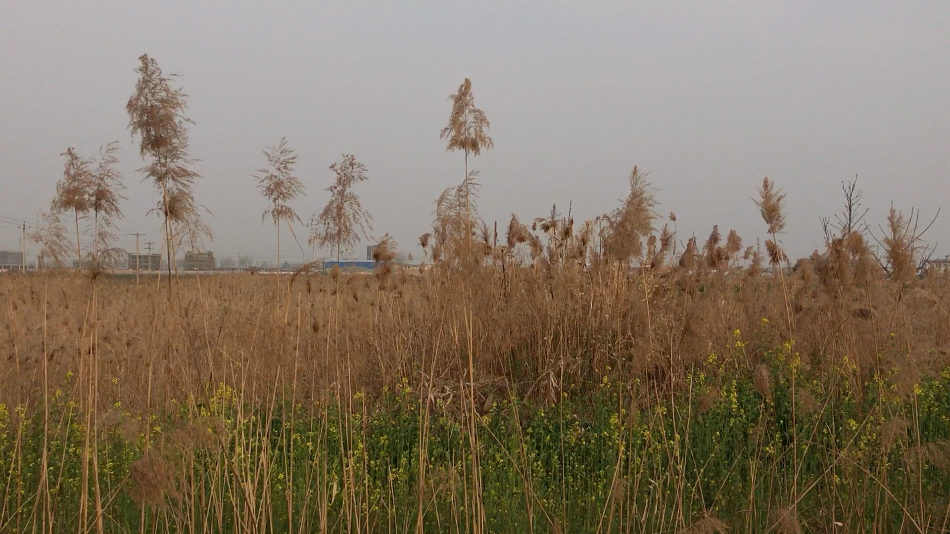 [图]芦苇荡的蛙叫声