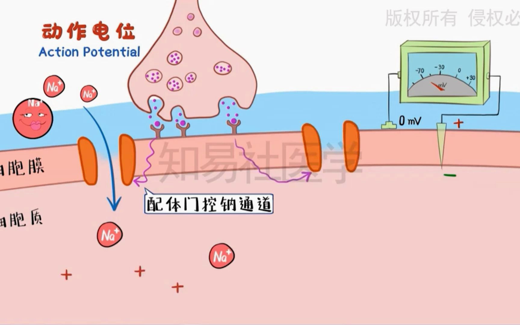 动作电位 哭晕无数医学生的知识点哔哩哔哩bilibili