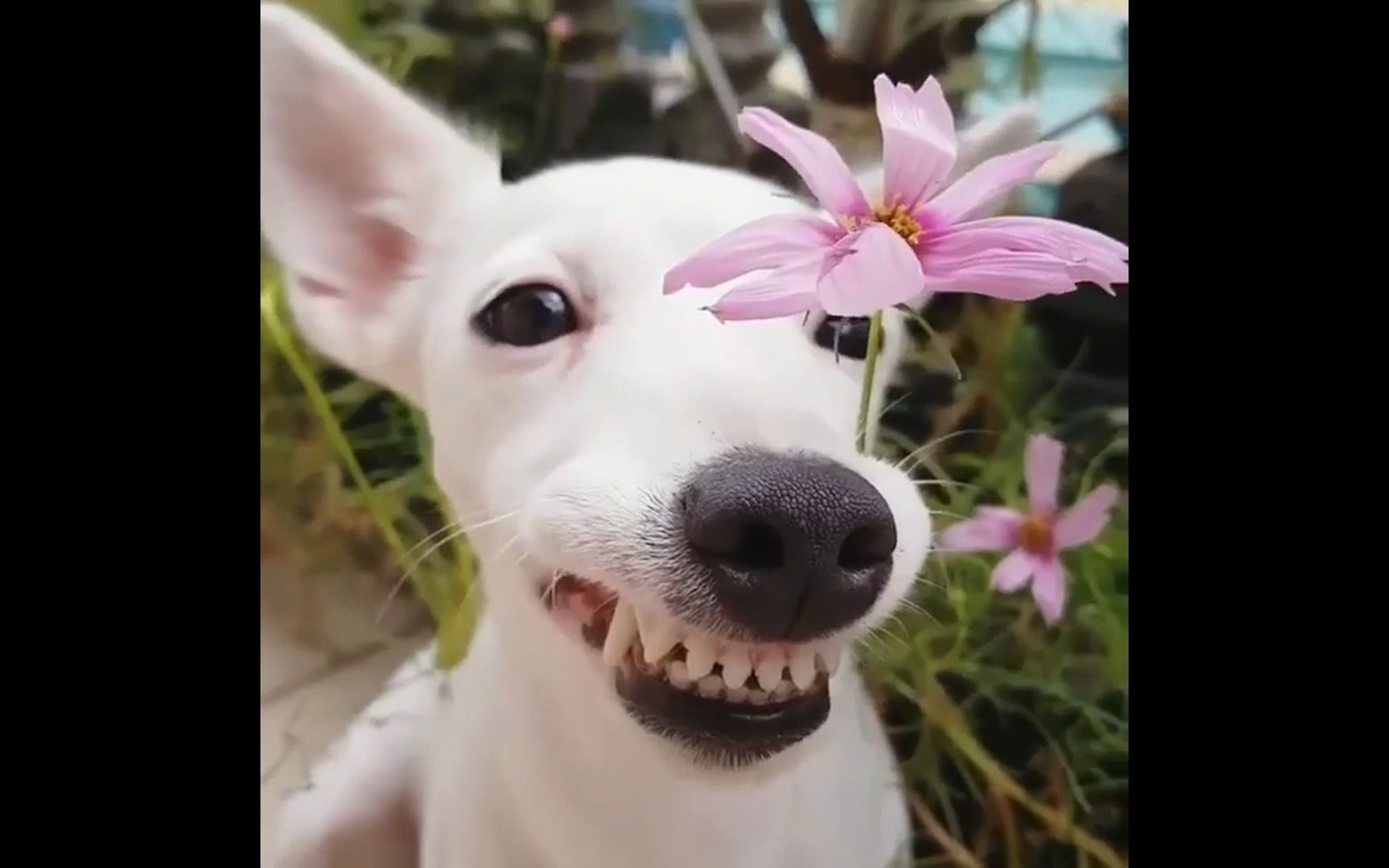 狗狗高兴的样子图片