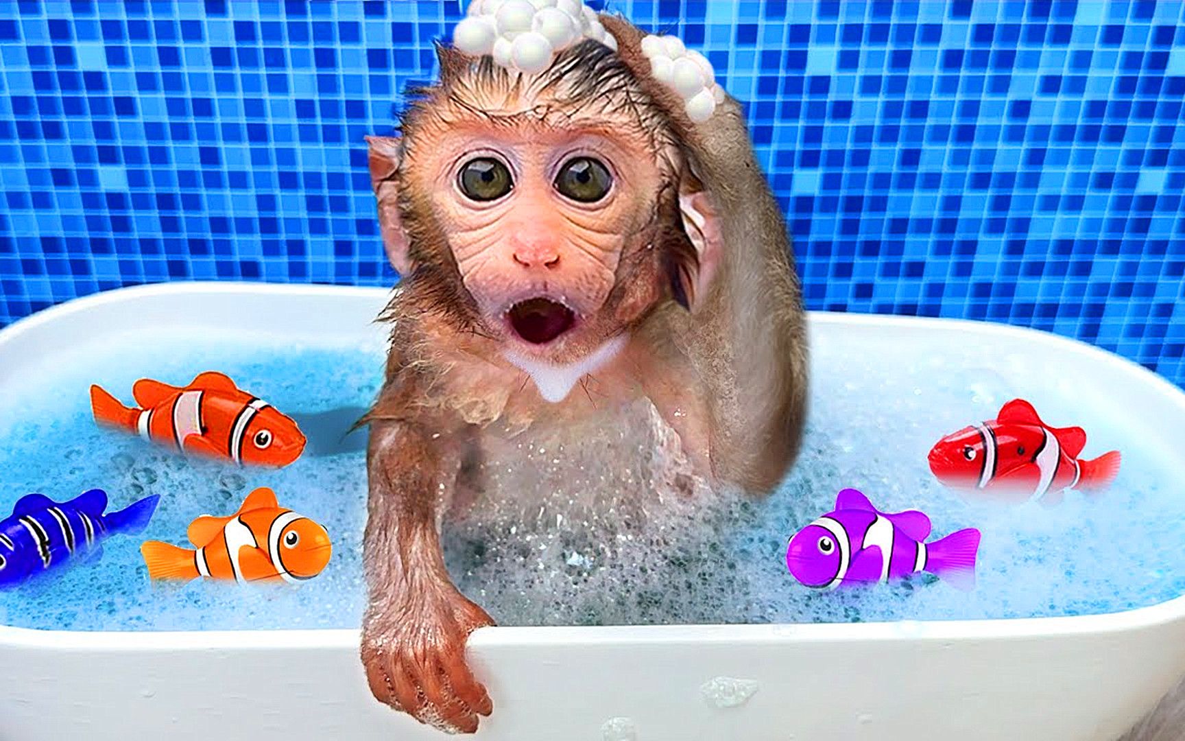 有趣的小猴子:主人给小猴子准备了泡泡浴,它简直舒服极了!
