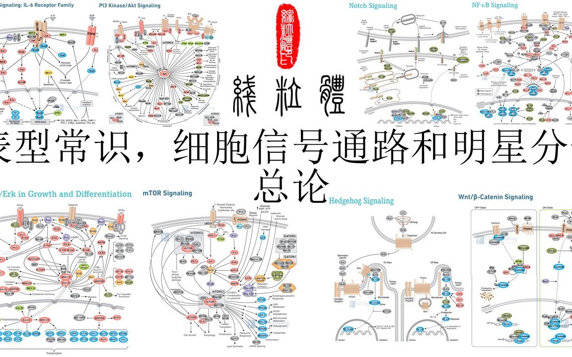 【简介区免费领课】第四章:细胞信号通路和明星分子与科研常识讲解哔哩哔哩bilibili