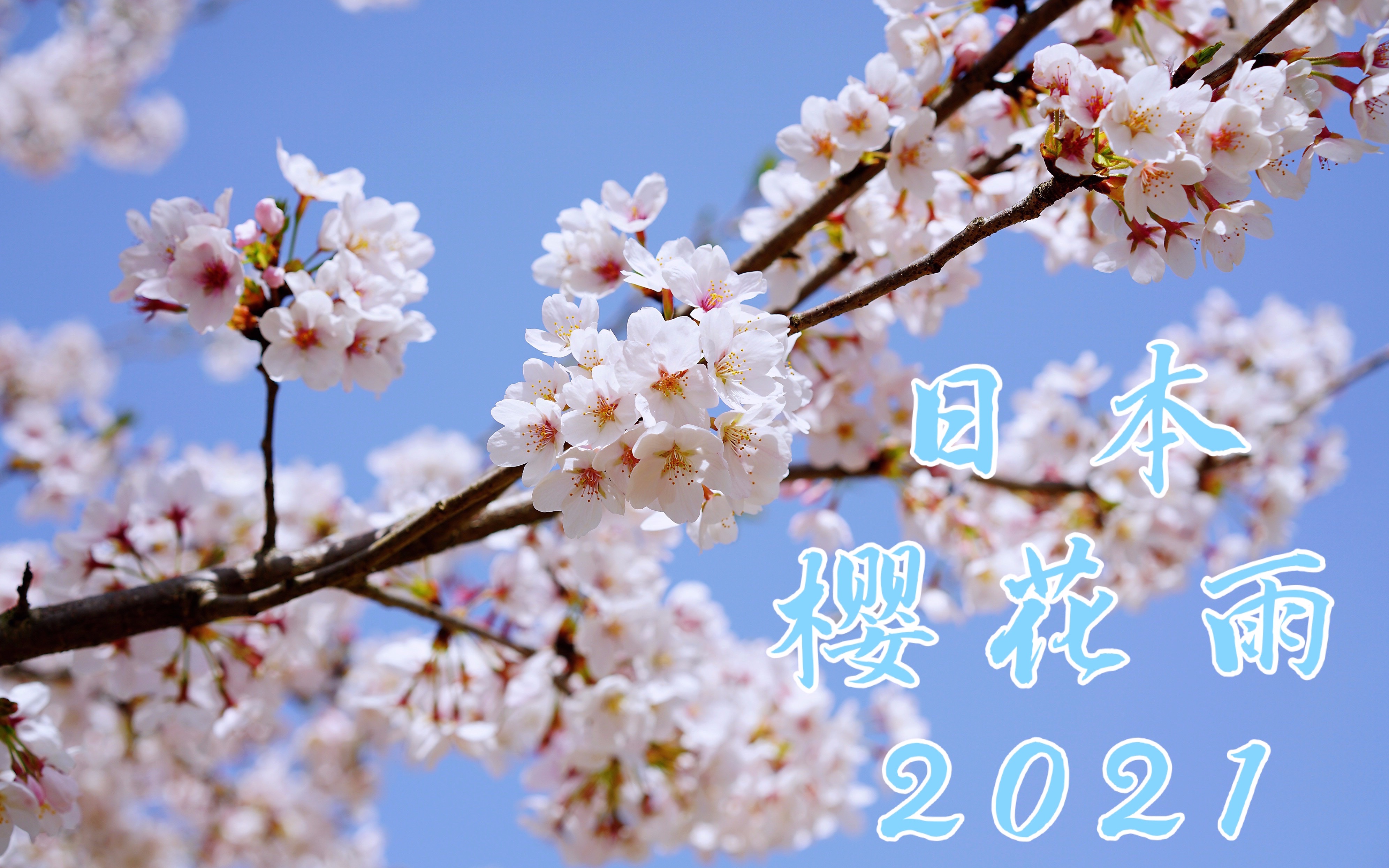 2021年日本樱花雨桜吹雪一起去赏樱吧日本的春天sakuraraininjapan