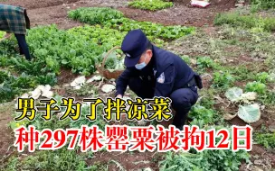 Download Video: 男子为拌凉菜种297株罂粟，警方：行拘12日！