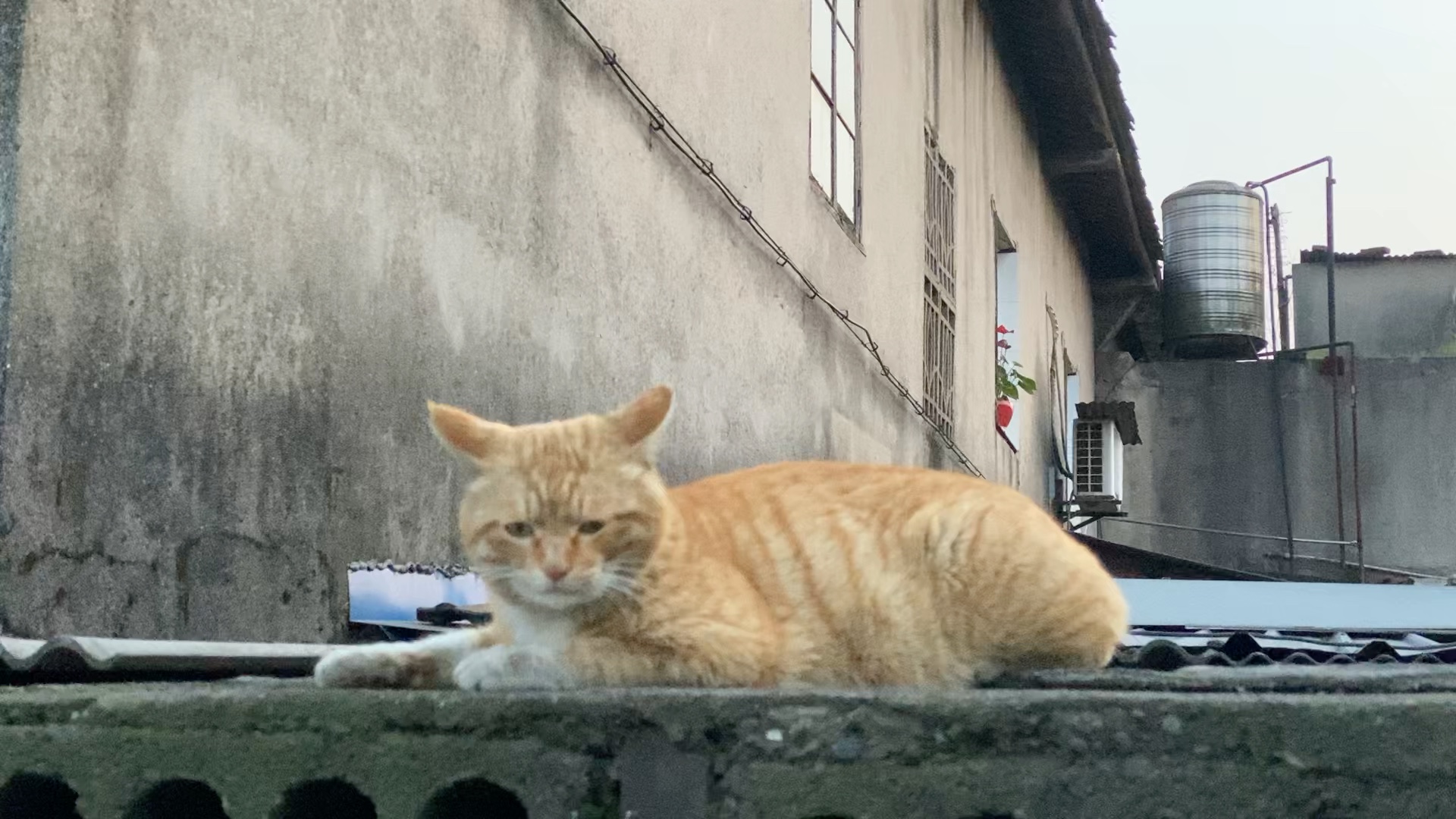邻居家的小橘猫很难得见到一次的神出鬼没就是他