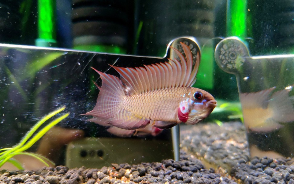 a166属哥伦比亚血斑白兰特短鲷子代压成表现