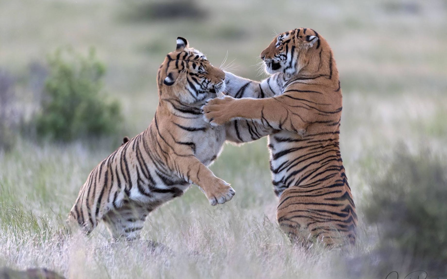 动物园的两头老虎突然展开超级激烈的战斗,这出掌速度太吓人 !