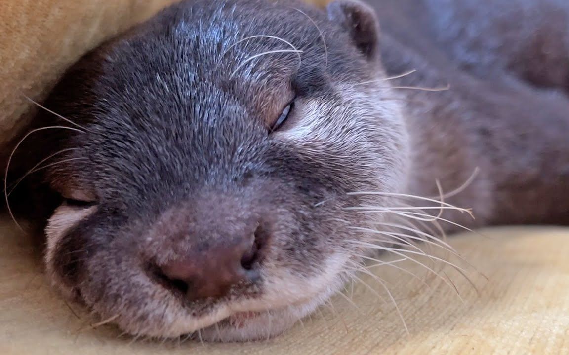 爆睡的小水獭belle