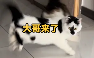 我的猫有了个小弟，我觉得他当大哥走火入魔了……