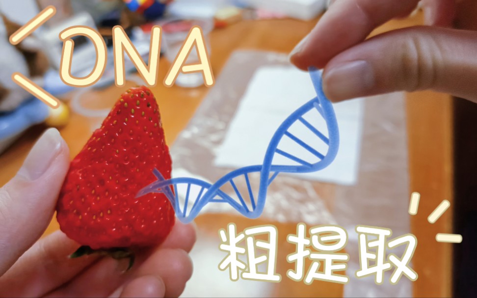 【居家实验】草莓的dna粗提取