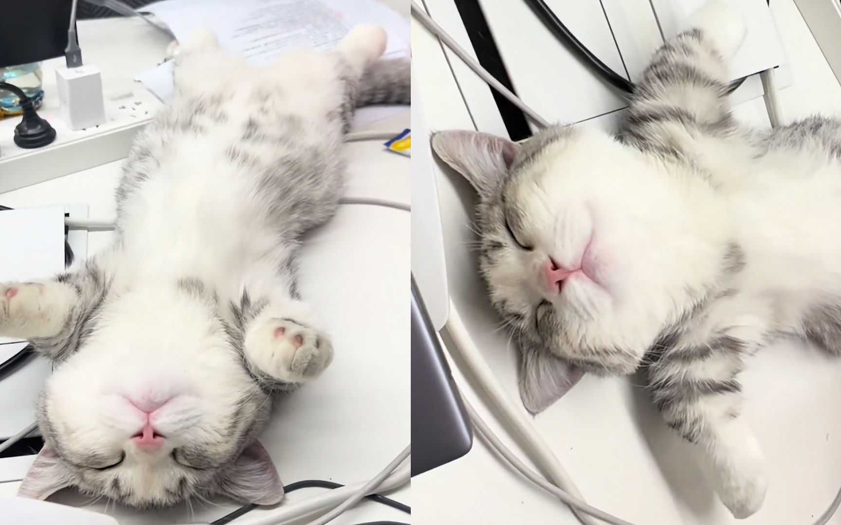 猫咪毫无戒备躺公司桌上睡觉,四脚朝天表情慵懒,姿势萌翻众人