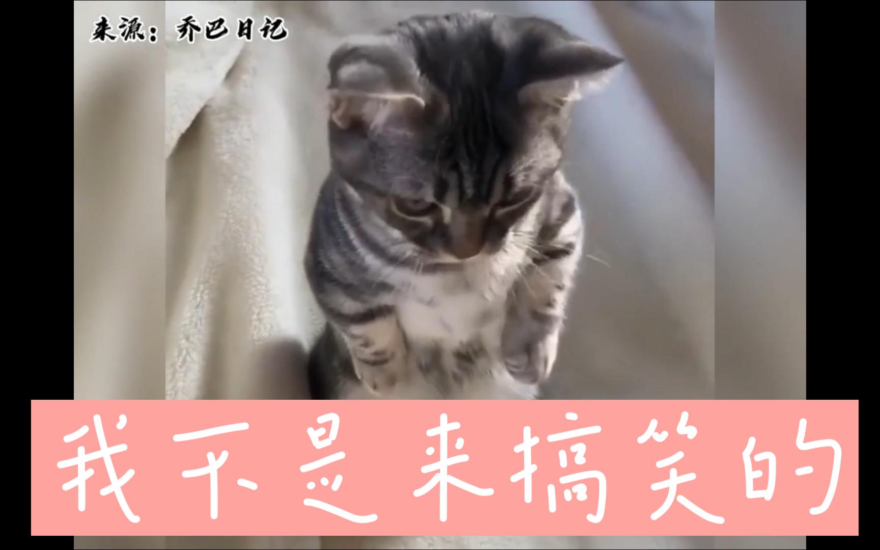 【动物小故事】猫咪日志哔哩哔哩bilibili