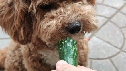 小狗吃黄瓜,嘎嘣脆