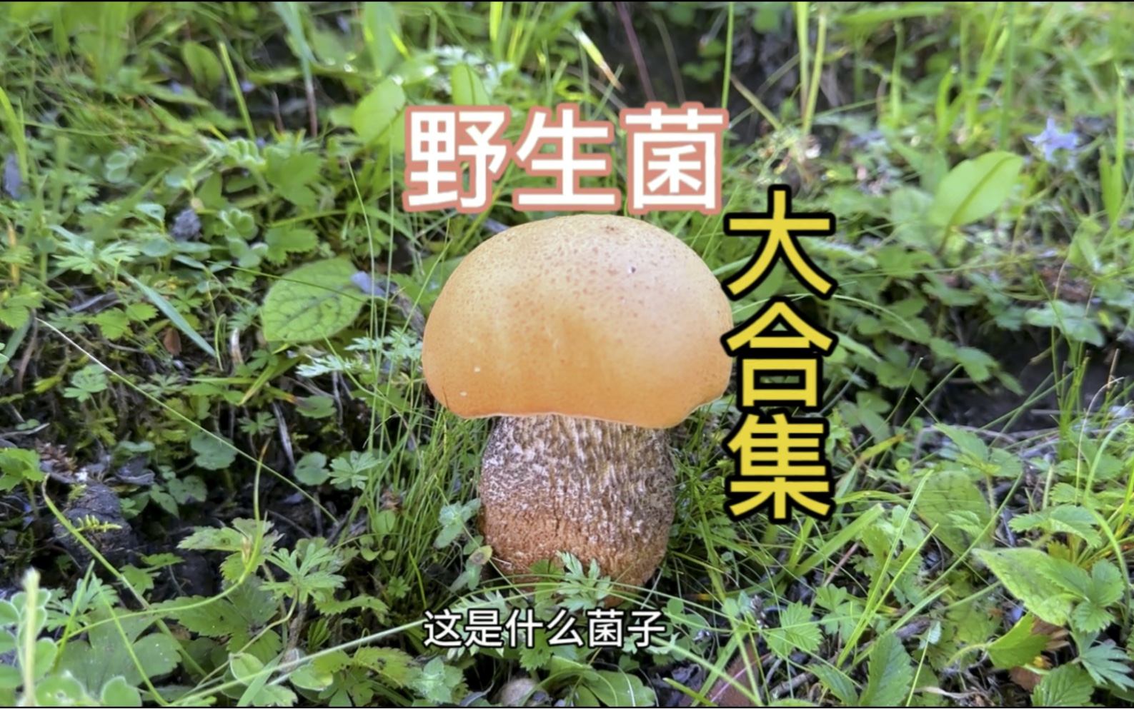 四川野生菌大合集,你都认识哪几种,有没有你的最爱哔哩哔哩bilibili