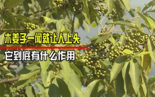 Tải video: 常见的宝藏植物木姜子，一闻就让人上头，它到底有什么作用？