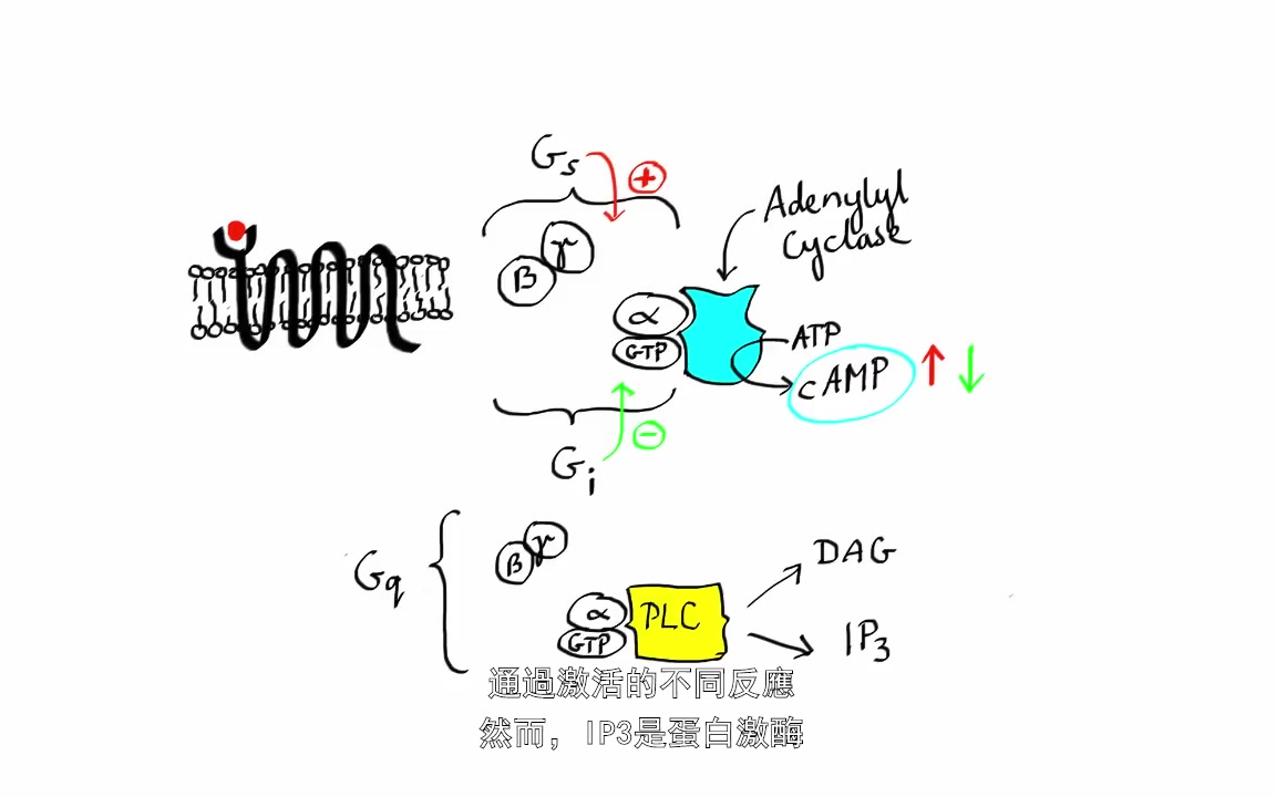 [繁体字幕]药理学十分钟学完药效学基本原理哔哩哔哩bilibili