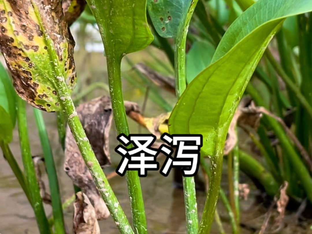 泽泻,常见本草植物,自然的馈赠哔哩哔哩bilibili