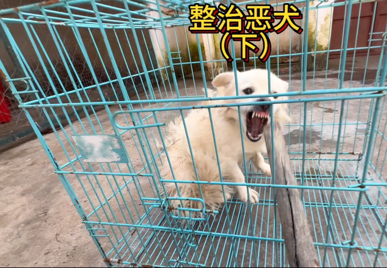 今天继续整治这条咬人的恶犬，对于这种咬人的恶犬必须把它咬人的坏习惯给纠正一下。