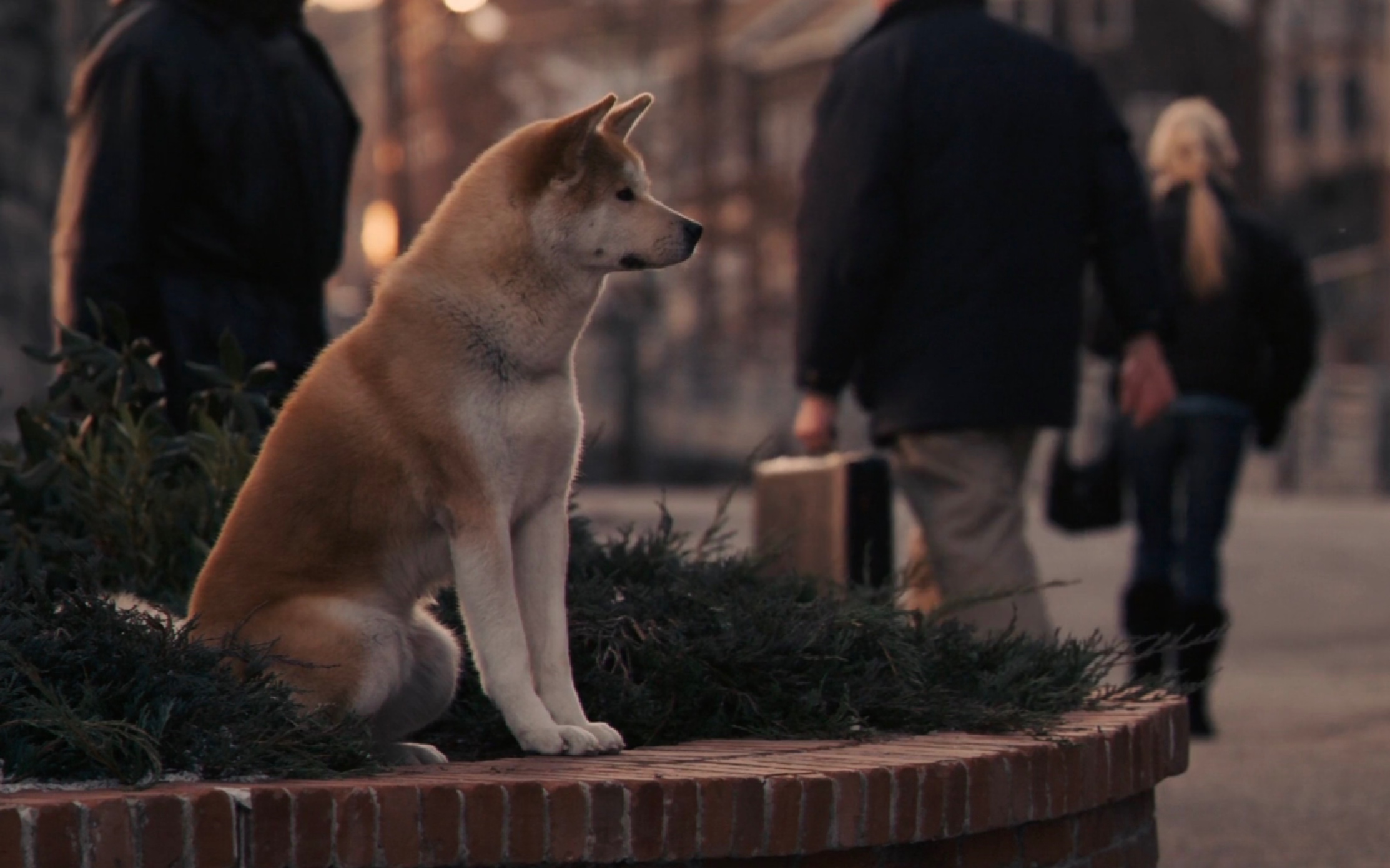 忠犬八公的感人片段