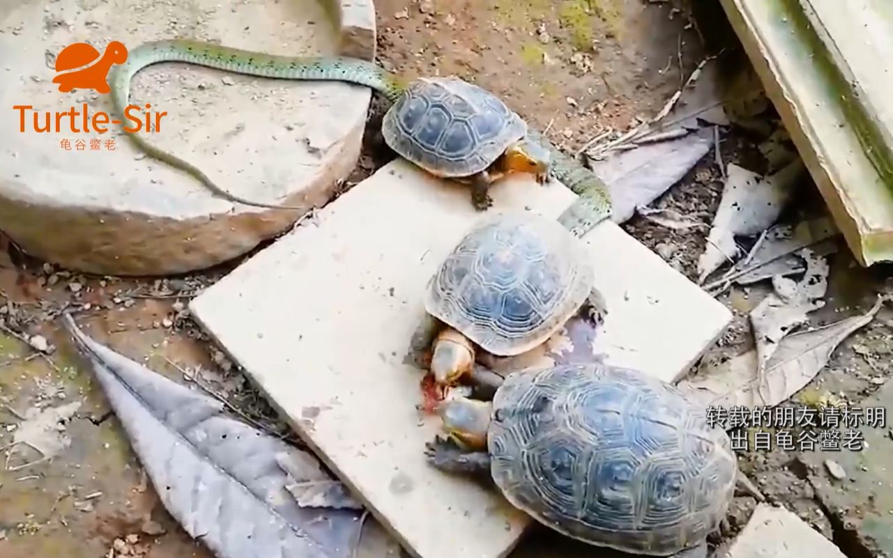 长寿三绝汤蛇龟电影图片