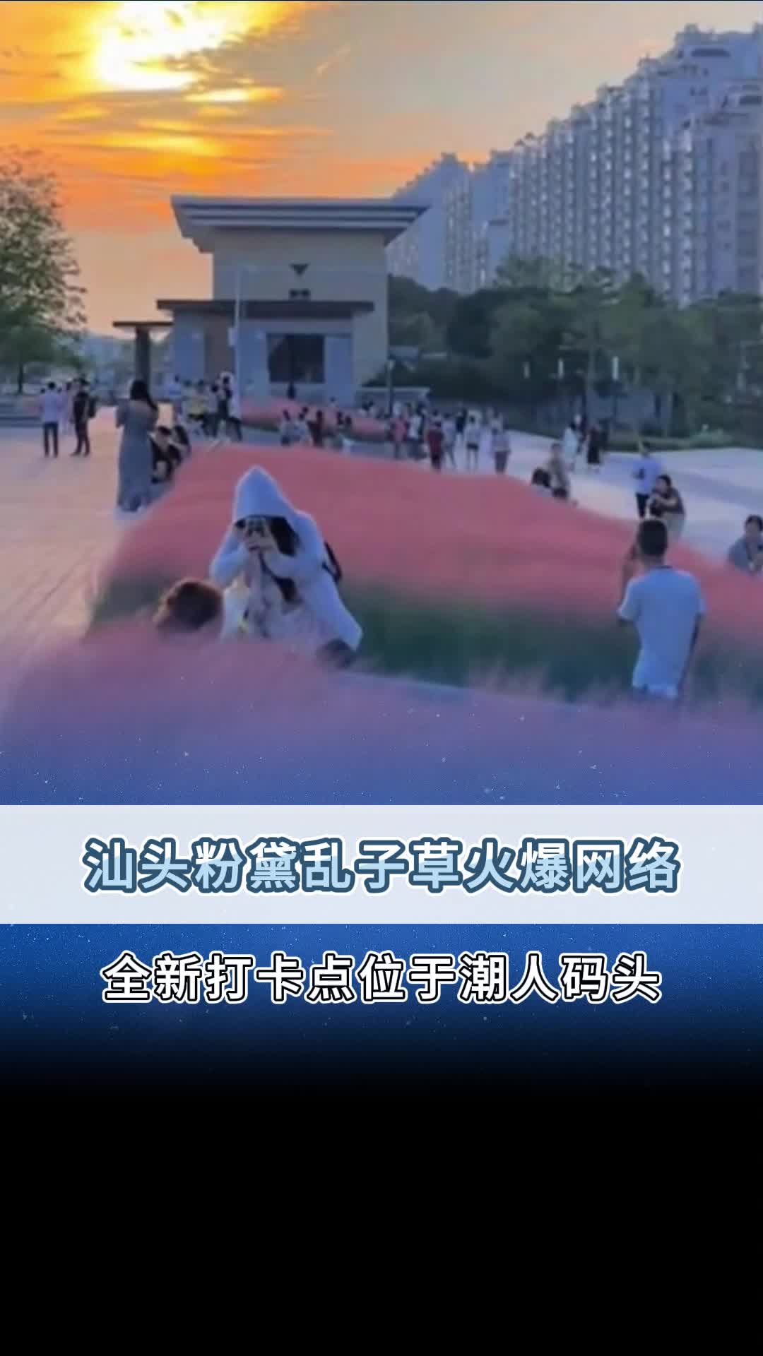 汕头粉黛乱子草火爆网络!哔哩哔哩bilibili