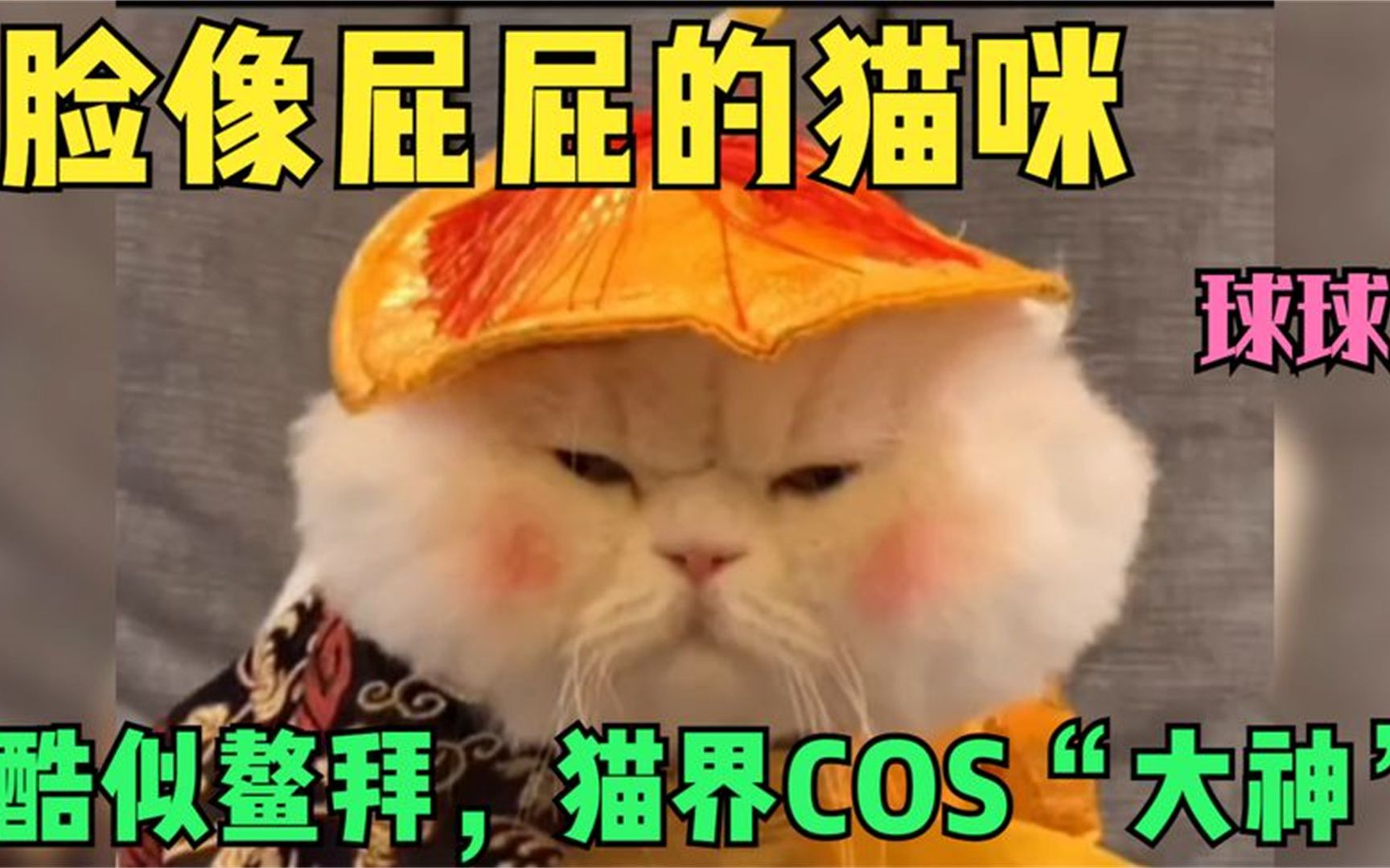 一只方形脸的猫咪,因酷似鳌拜走红,各种cos造型都能驾驭..哔哩哔哩bilibili