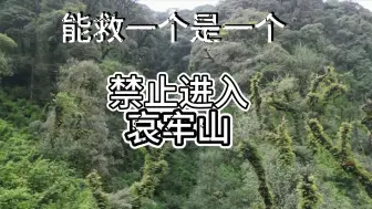 Descargar video: 哀牢山景区爆火，但我劝你千万别去禁区