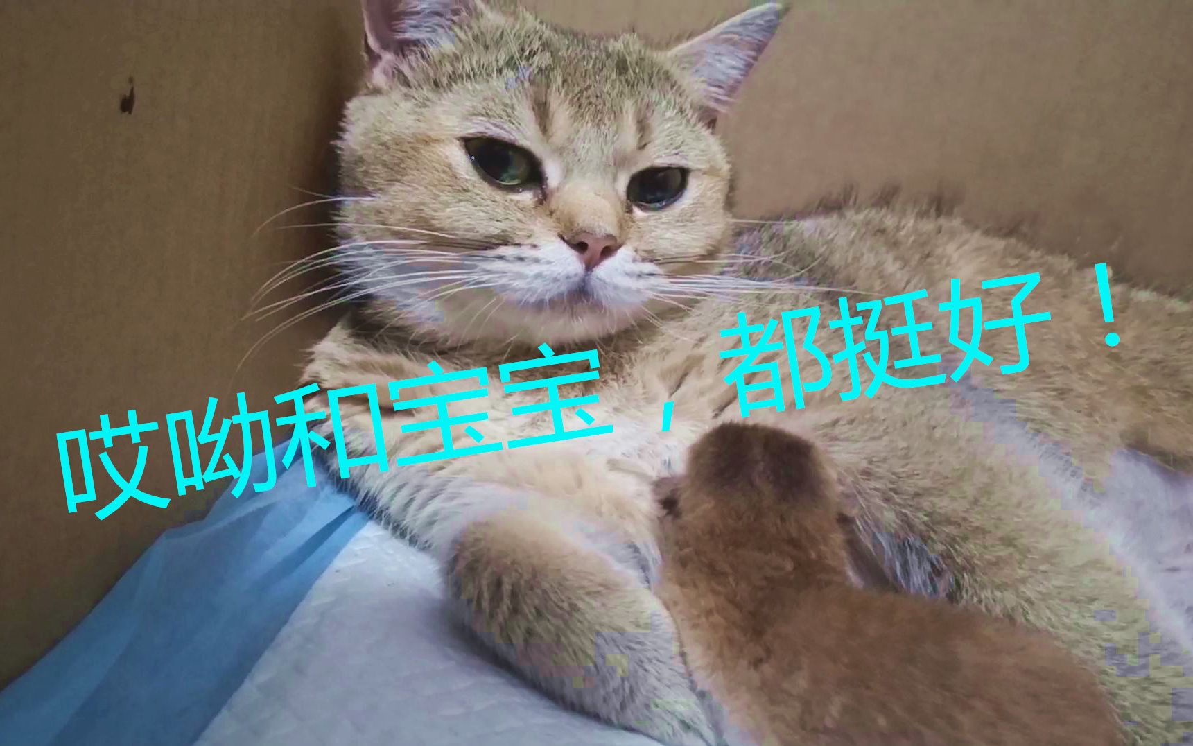 母猫生产前后,公猫在产房外面急得团团转,这个公猫是暖男!