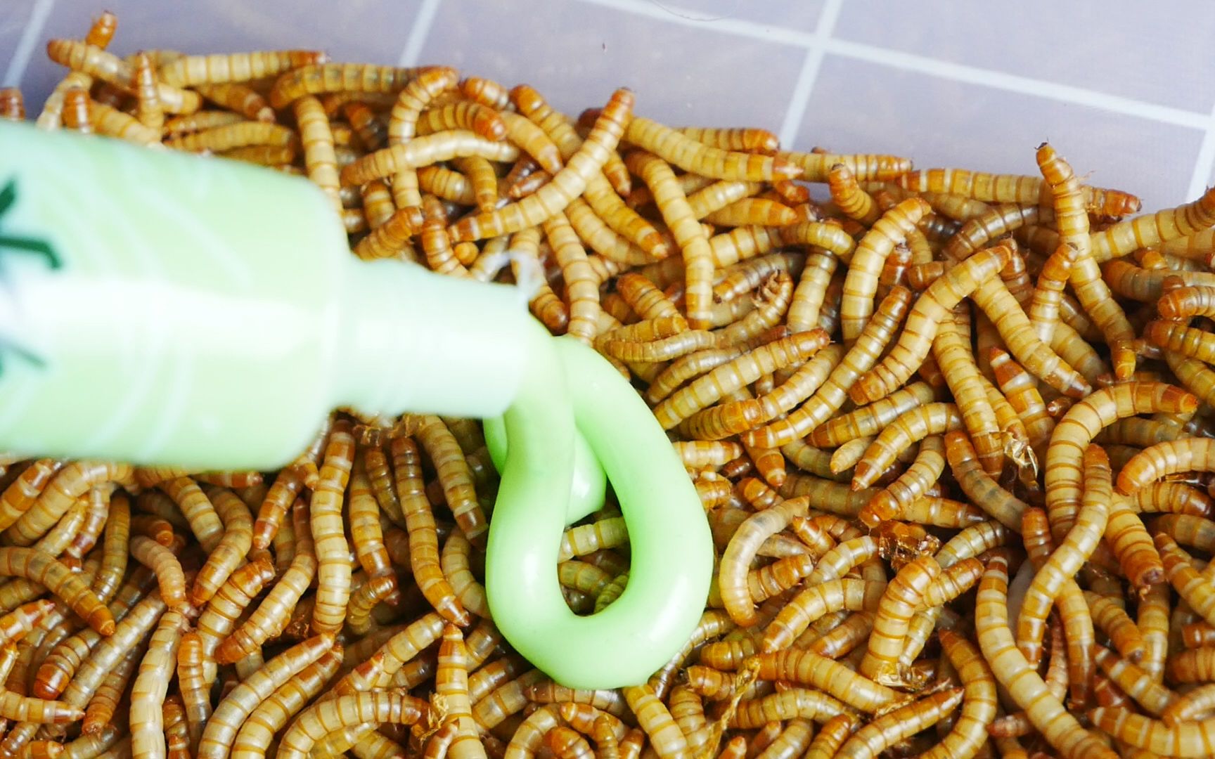 给面包虫吃芥末后没想到会有这样的反应