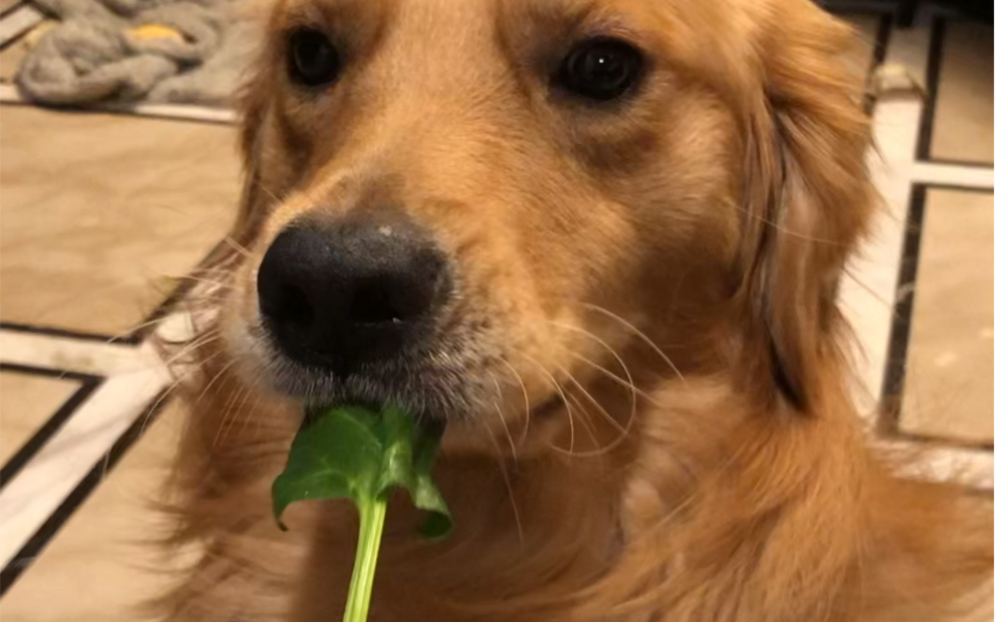 你们家的小狗爱吃菠菜吗?