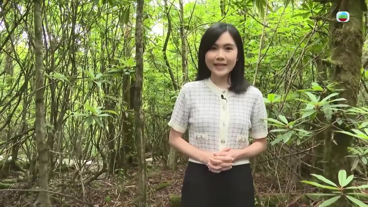 四川雅安为野外大熊猫做大量保育工作【TVB News搬运】哔哩哔哩bilibili