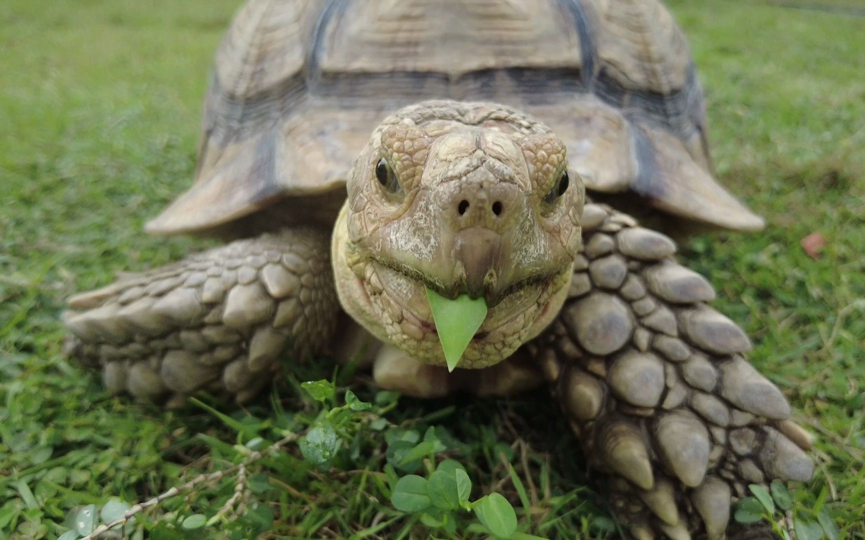 陆龟日常小花园啃草