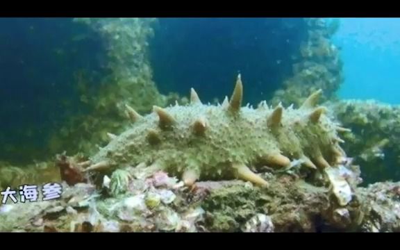 [图]微视频｜神奇生物在海洋