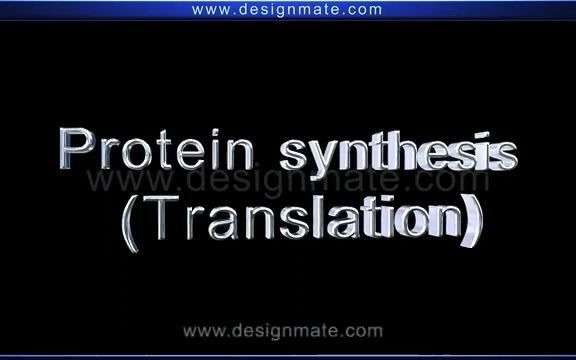 蛋白质合成翻译Protein synthesis (Translation)哔哩哔哩bilibili