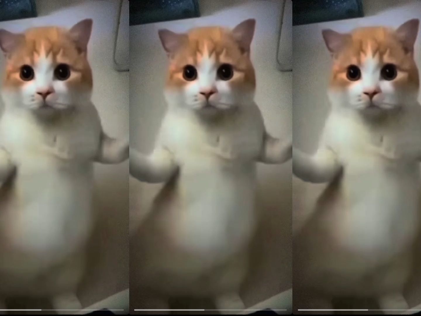 [图]chipi猫 跳舞 三眼版