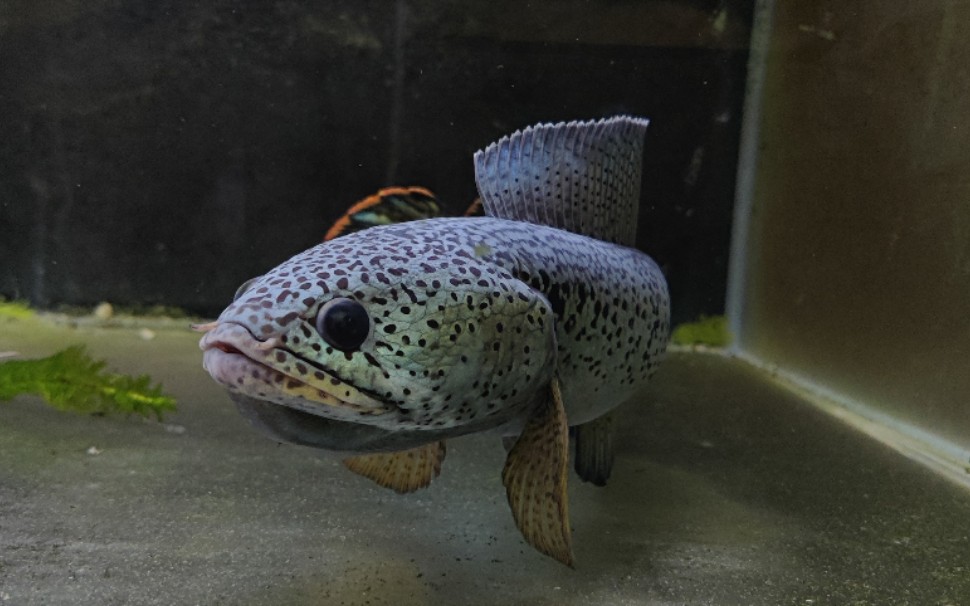 凶猛的巴卡雷龙张大嘴巴啊啊啊恶龙咆哮啊呜啊呜啊呜