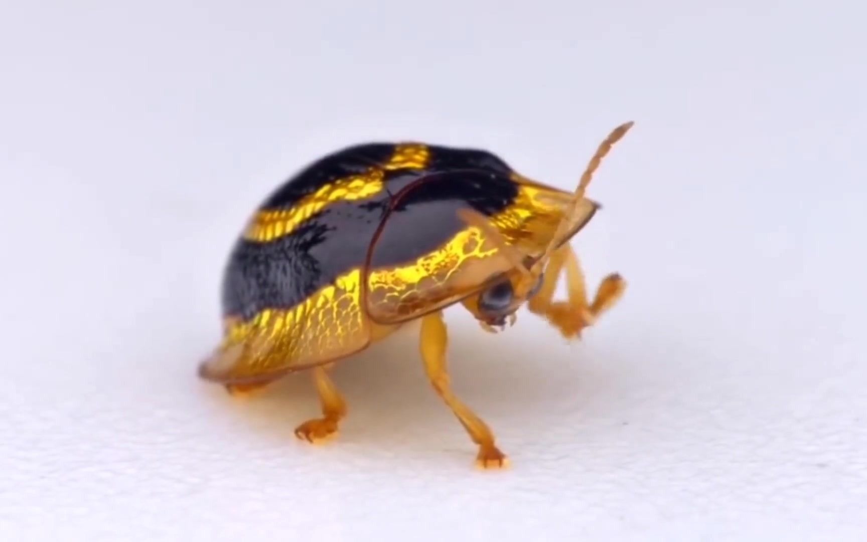 金靶龟甲虫_哔哩哔哩_bilibili