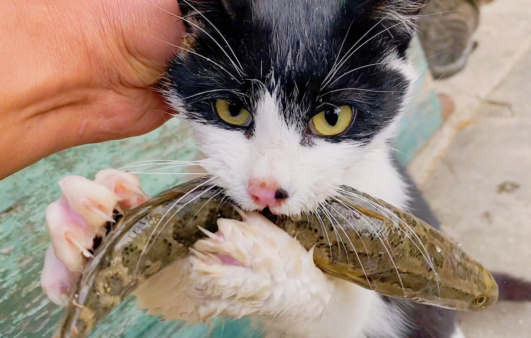 小猫咪:吃鱼你自己抓,这是我的!